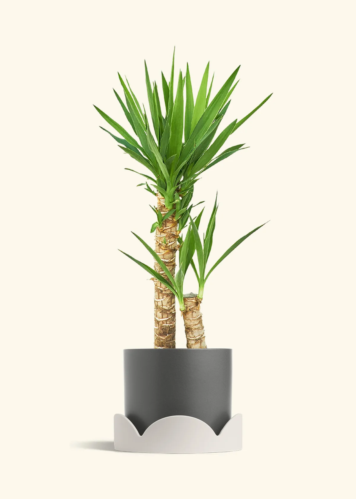 Yucca Cane, XL - Image 31