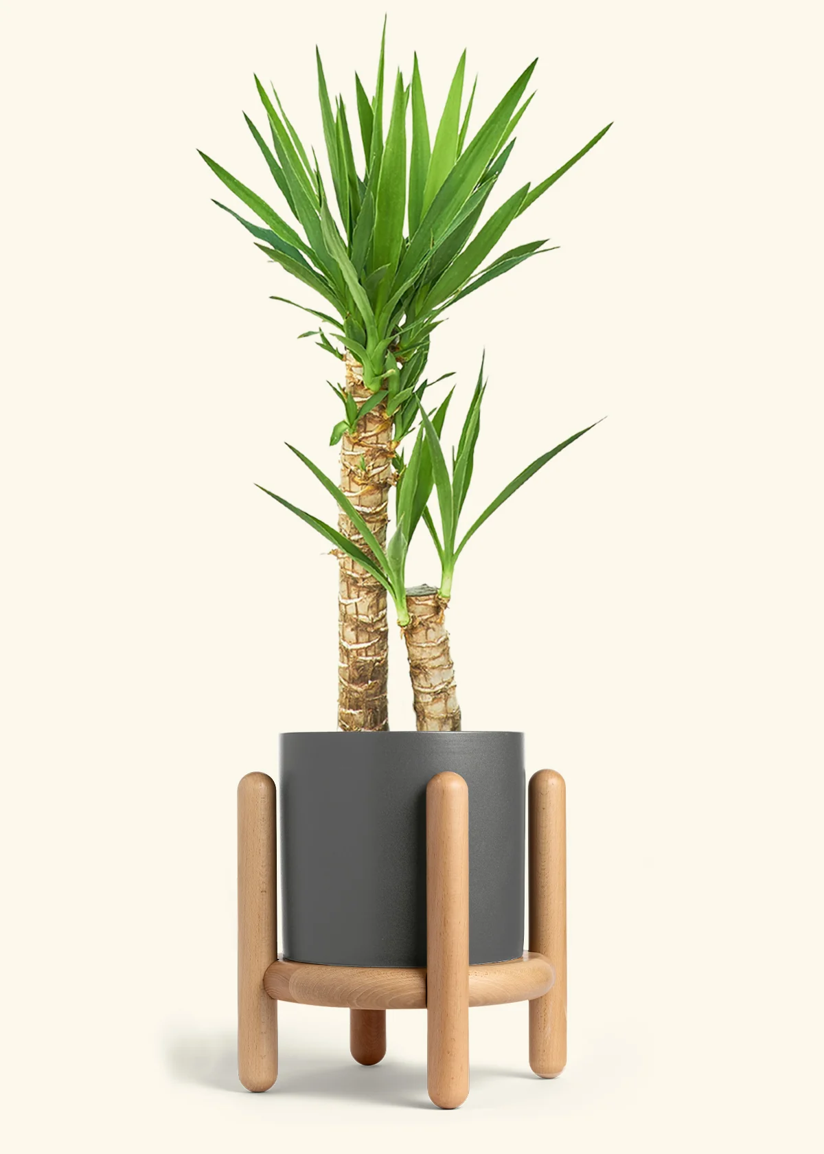 Yucca Cane, XL - Image 32