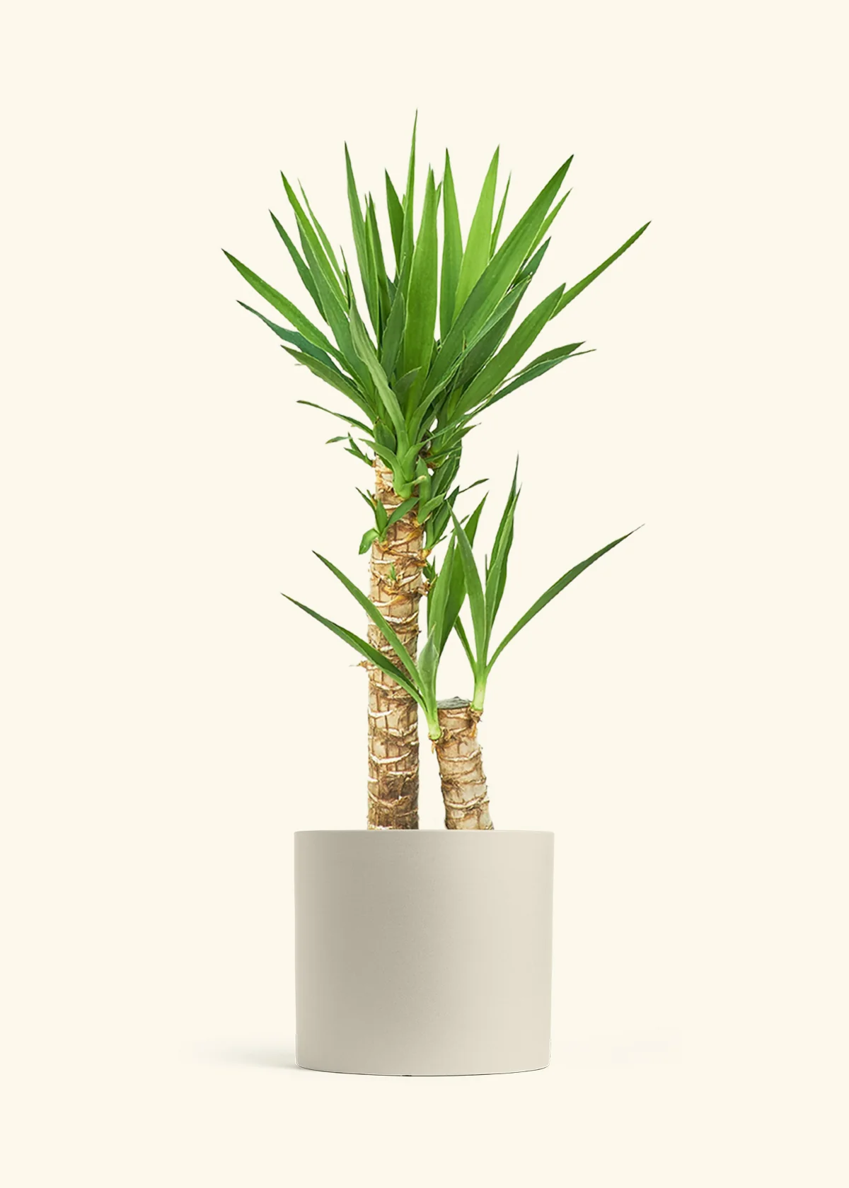 Yucca Cane, XL - Image 33