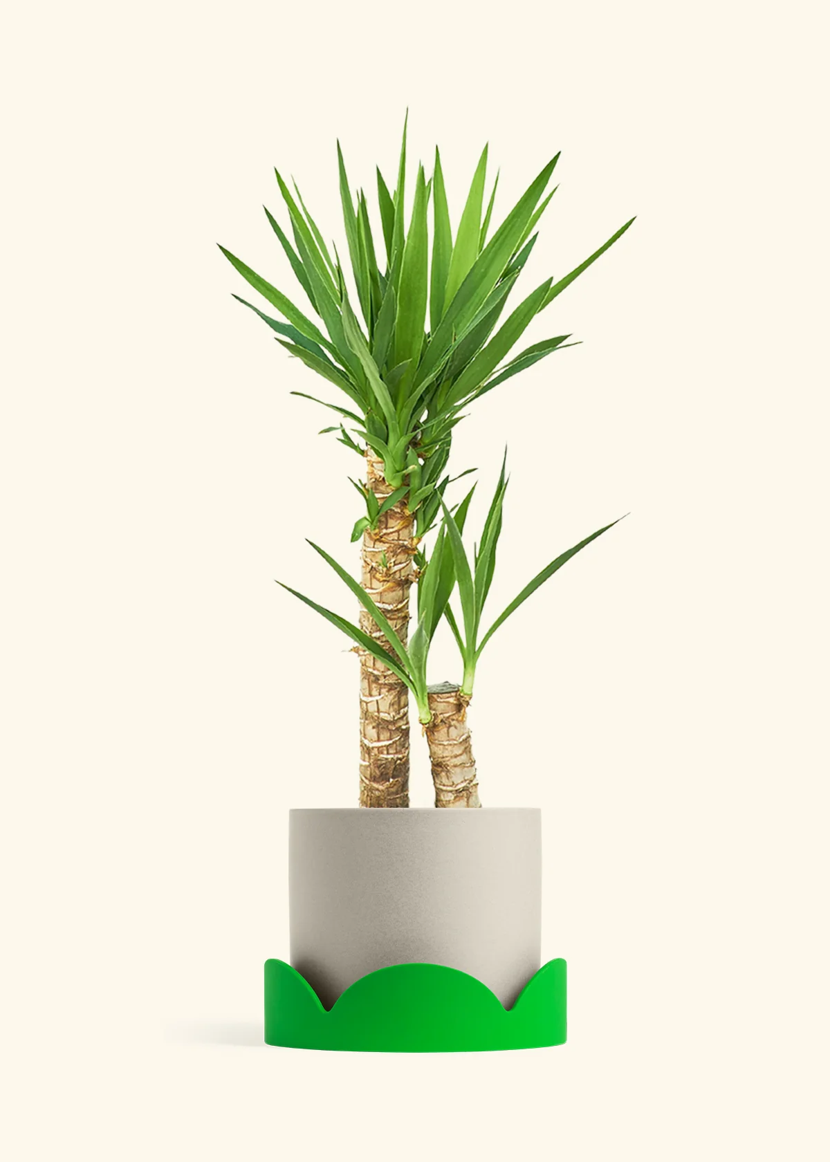 Yucca Cane, XL - Image 34