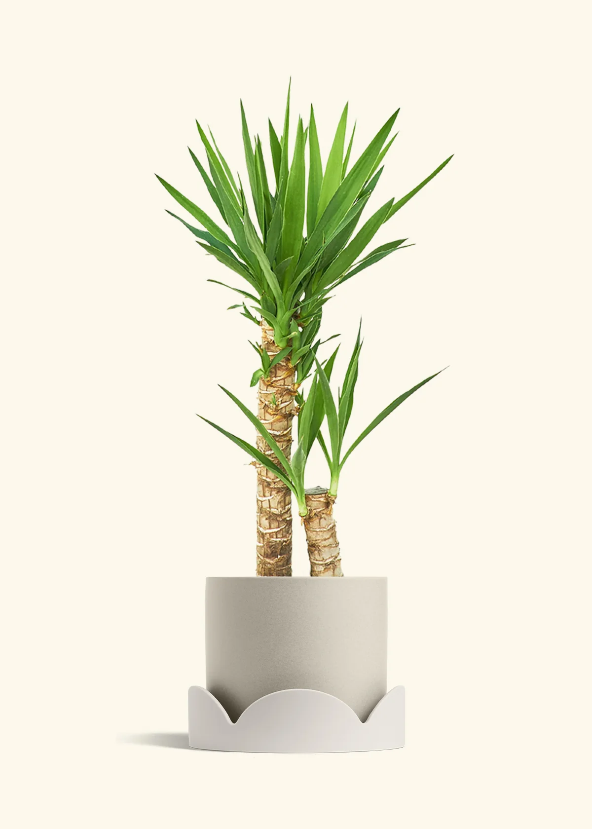 Yucca Cane, XL - Image 35