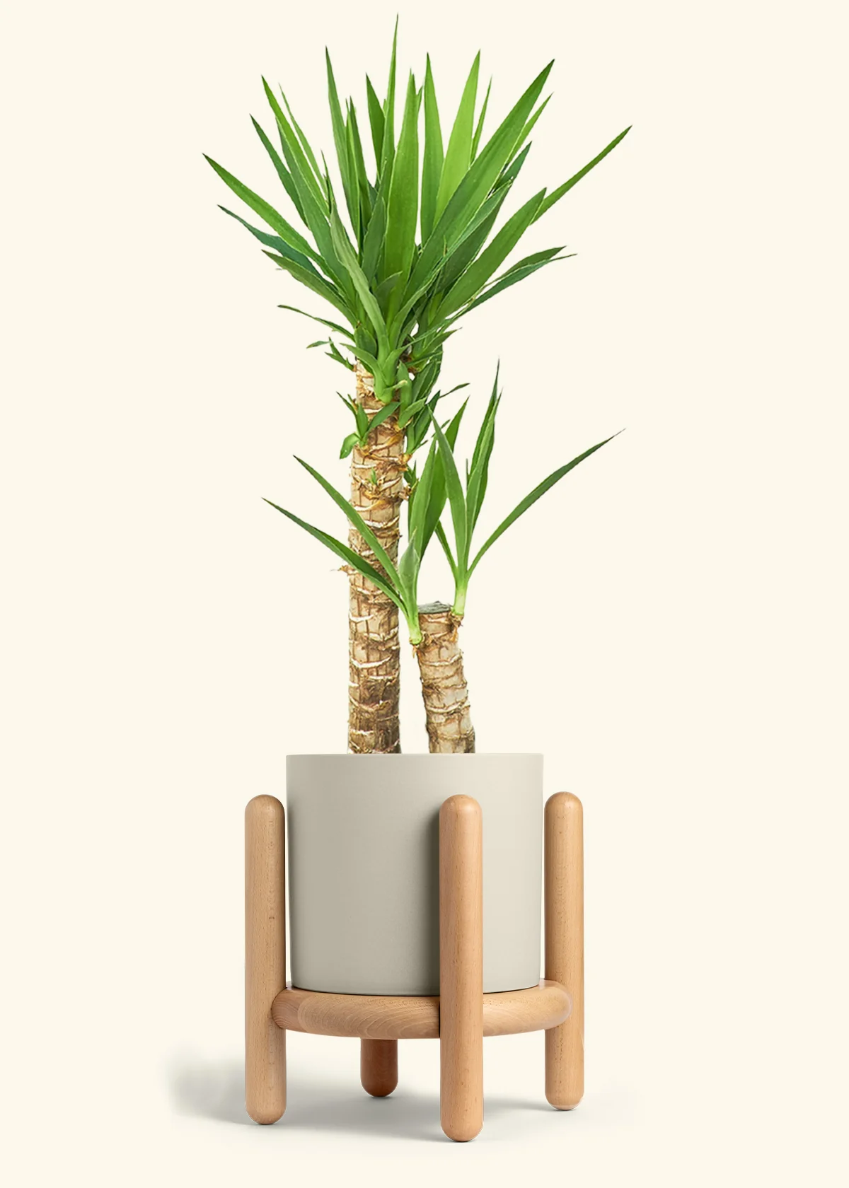Yucca Cane, XL - Image 36