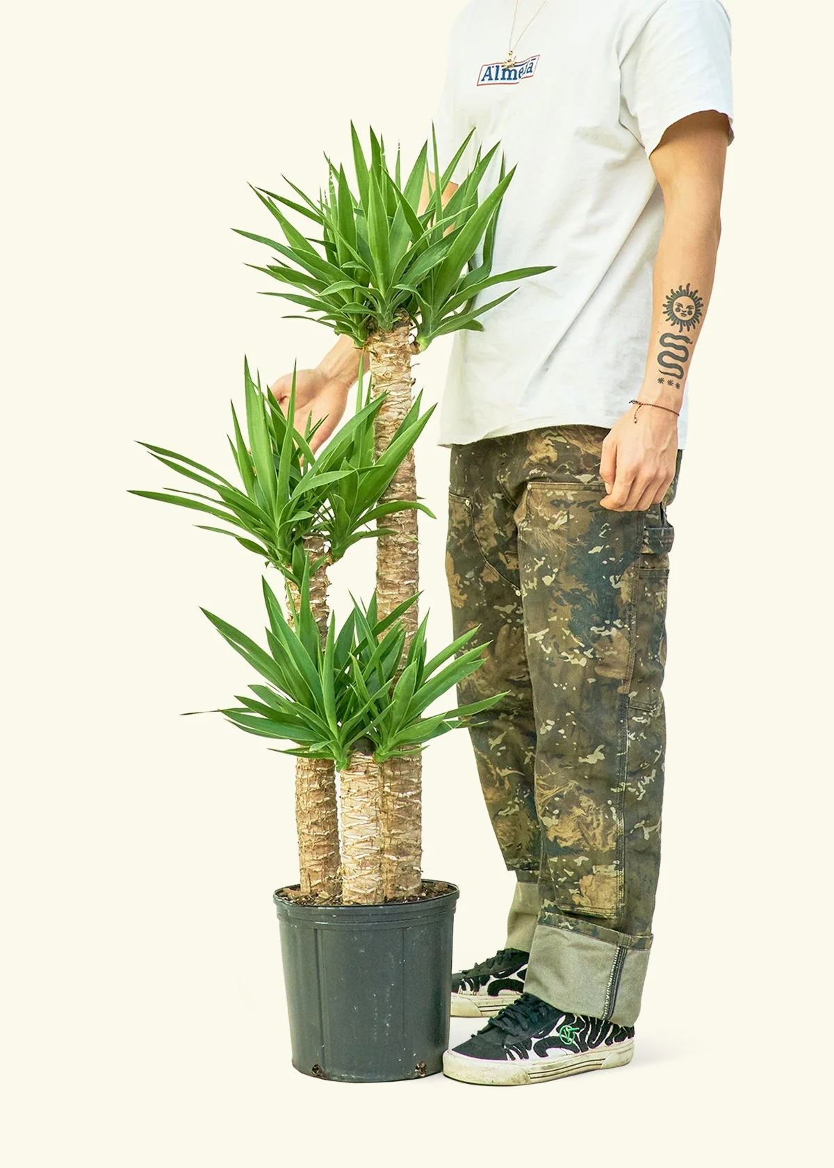 Yucca Cane, XL - Image 4