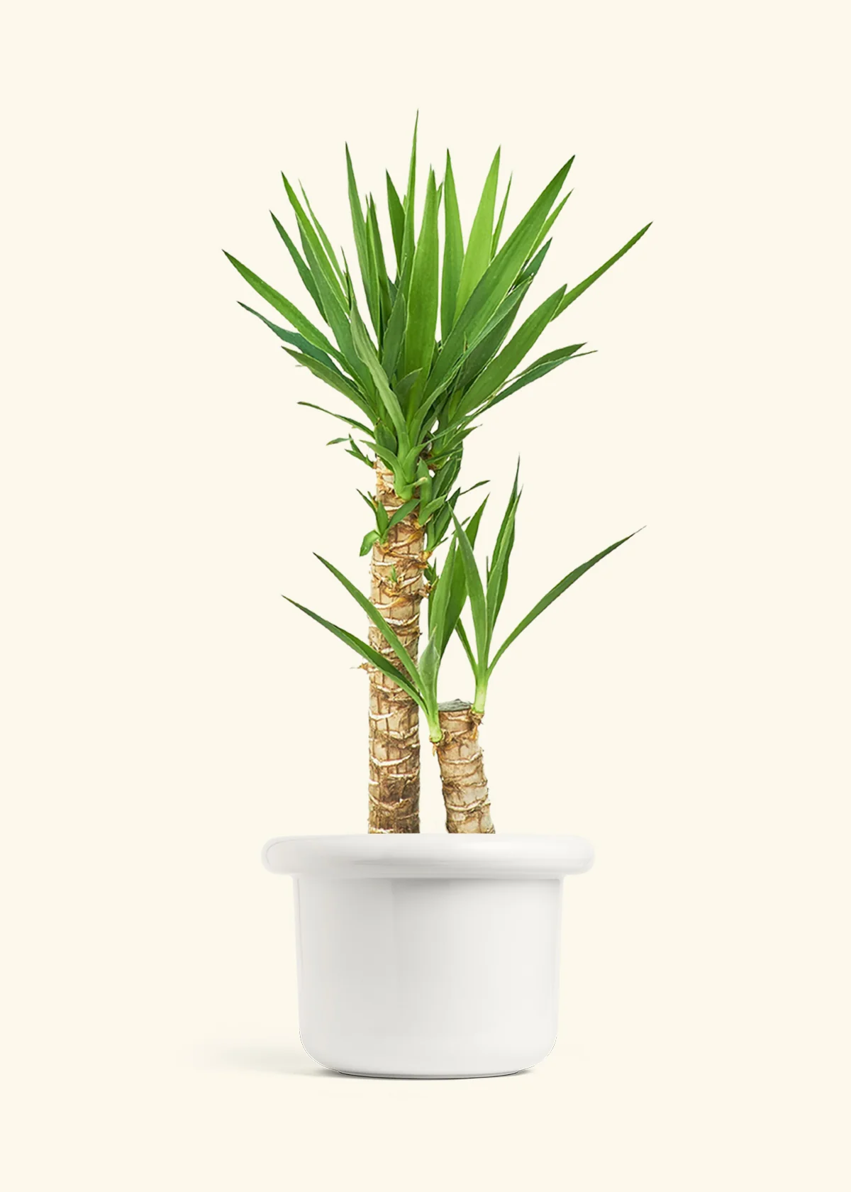 Yucca Cane, XL - Image 5