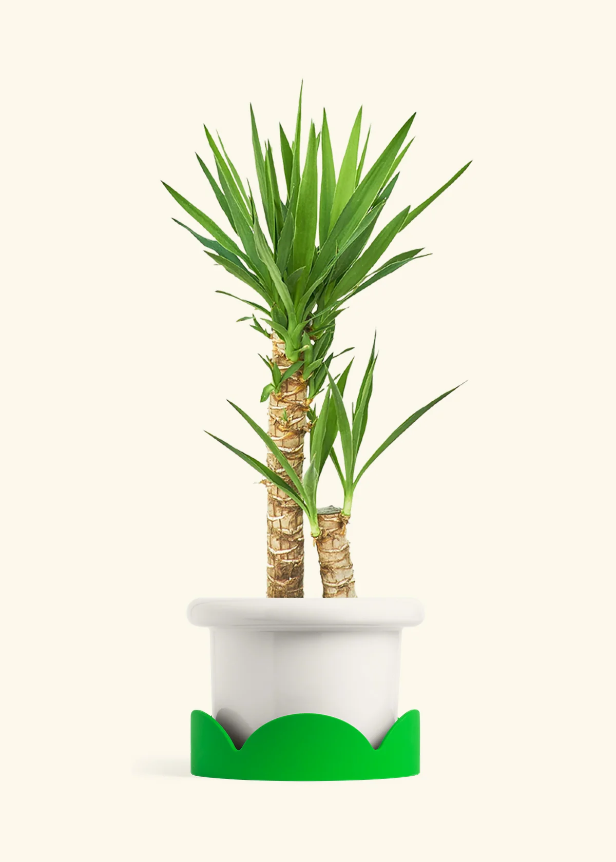 Yucca Cane, XL - Image 6