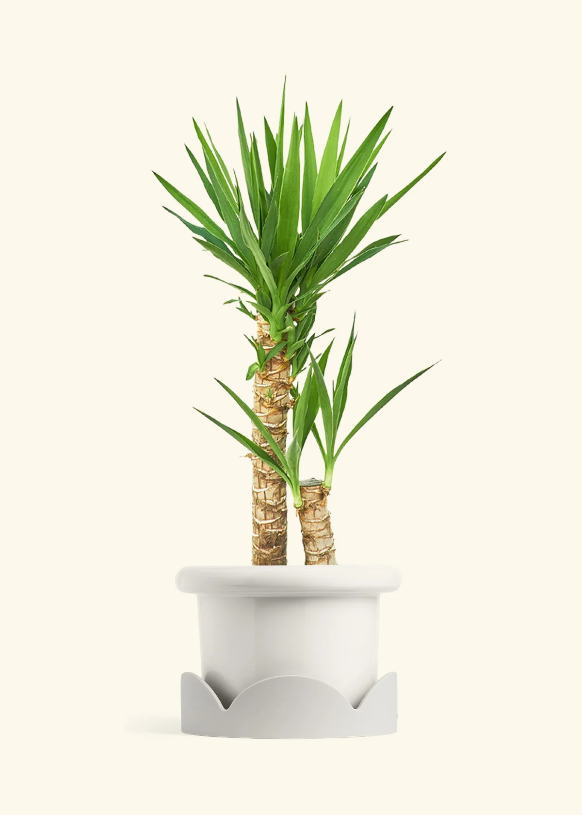 Yucca Cane, XL - Image 7