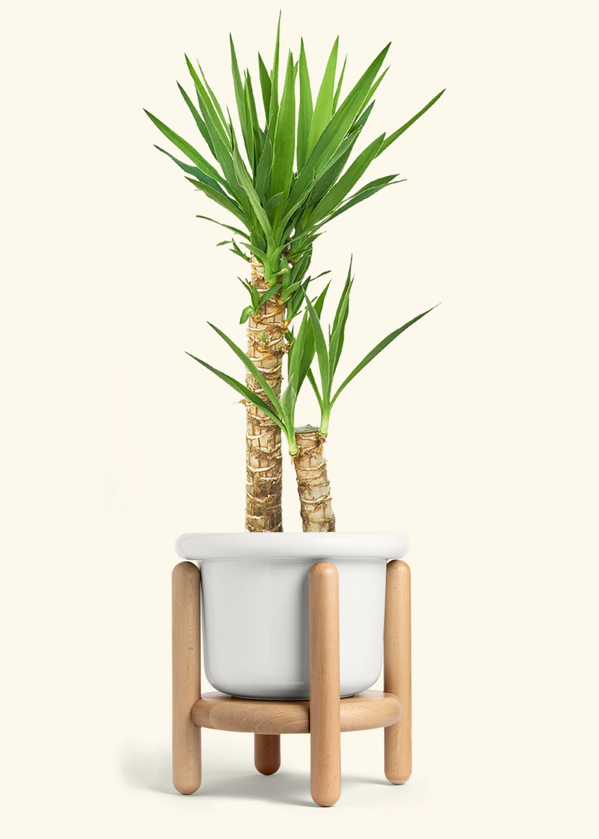 Yucca Cane, XL - Image 8