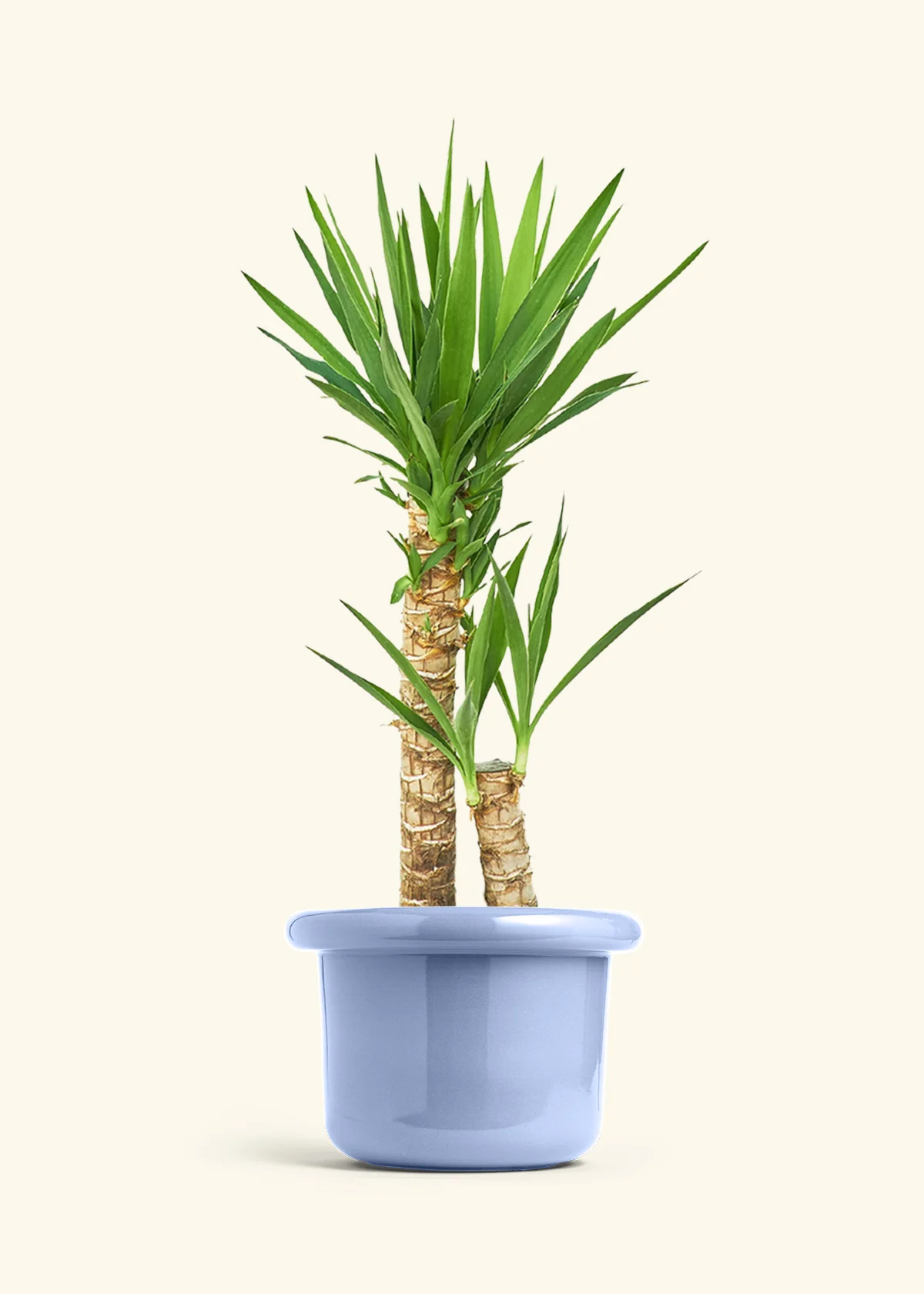 Yucca Cane, XL - Image 9