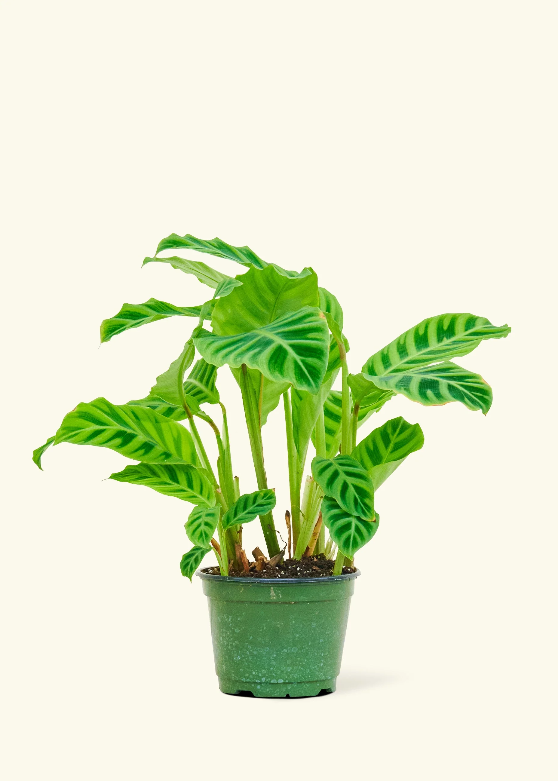 Zebra Calathea, Medium