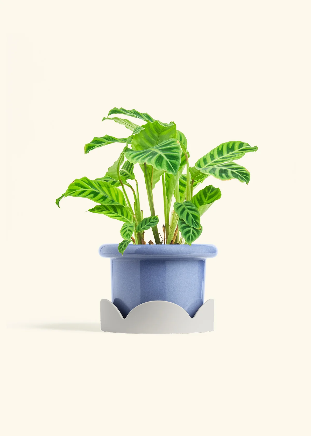 Zebra Calathea, Medium - Image 10