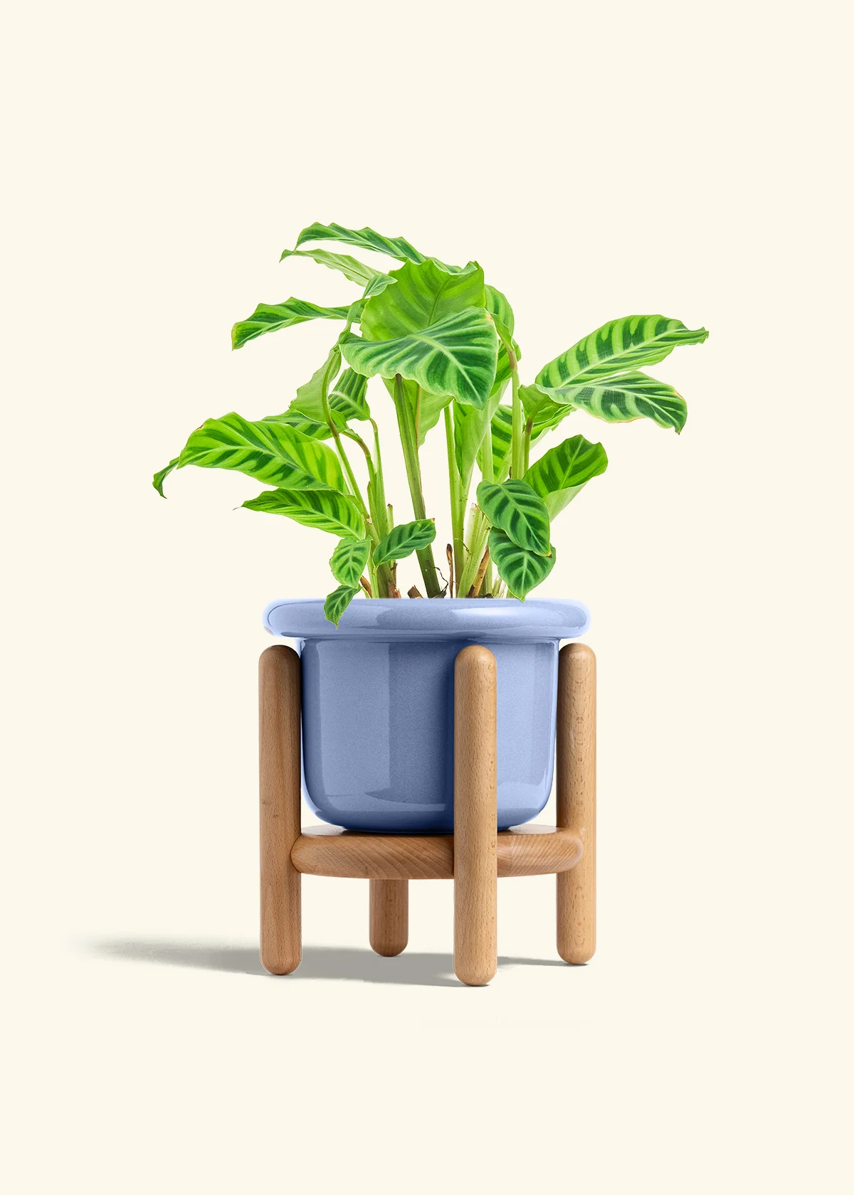 Zebra Calathea, Medium - Image 11