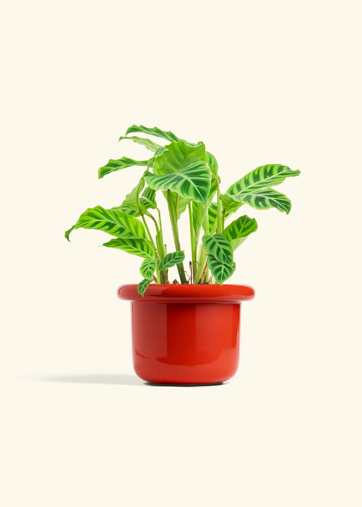 Zebra Calathea, Medium - Image 12