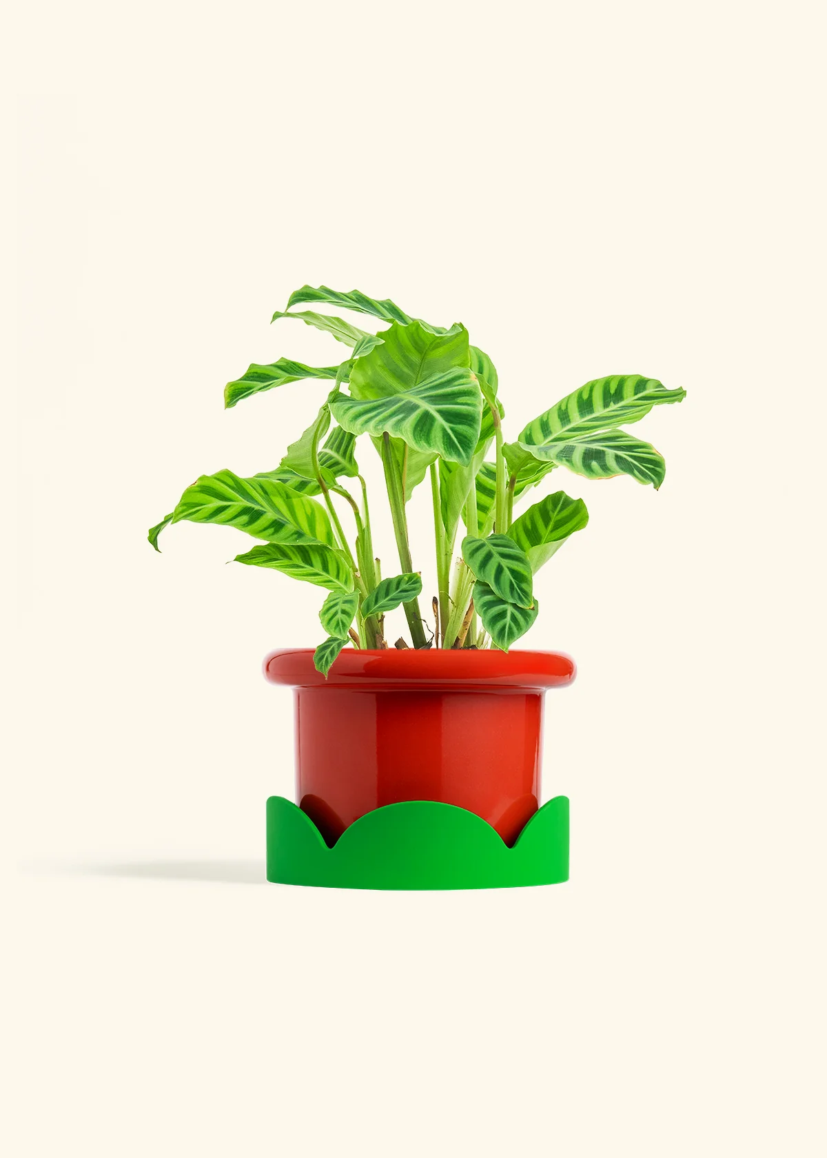 Zebra Calathea, Medium - Image 13