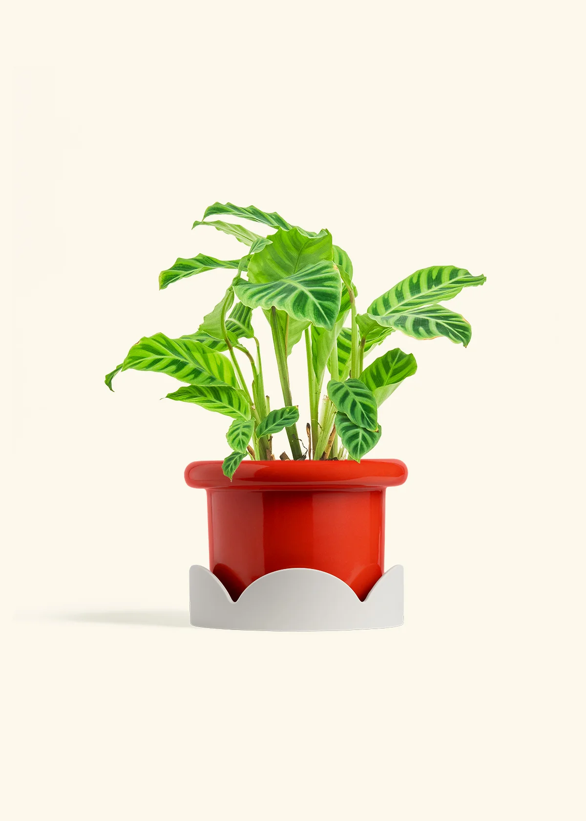 Zebra Calathea, Medium - Image 14