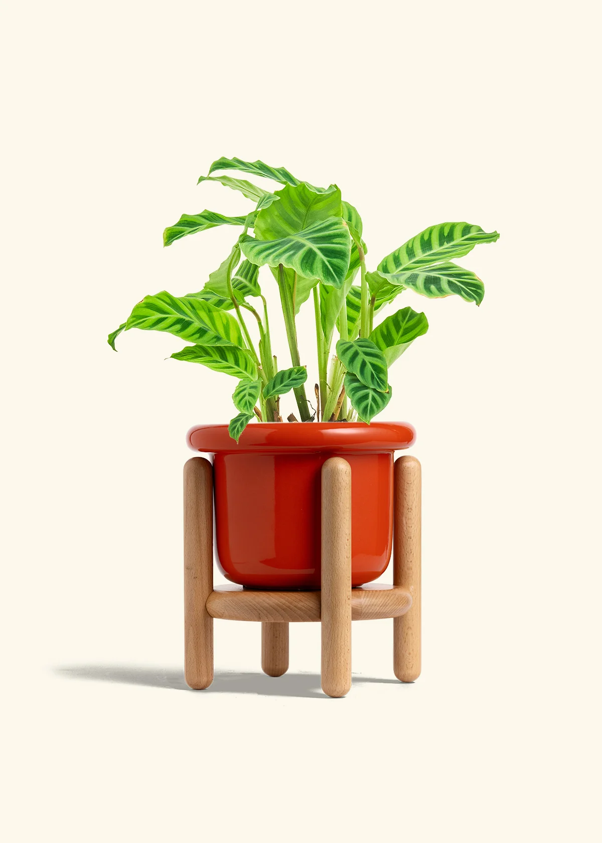 Zebra Calathea, Medium - Image 15
