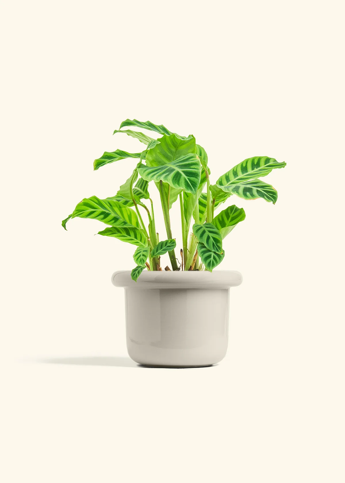 Zebra Calathea, Medium - Image 16