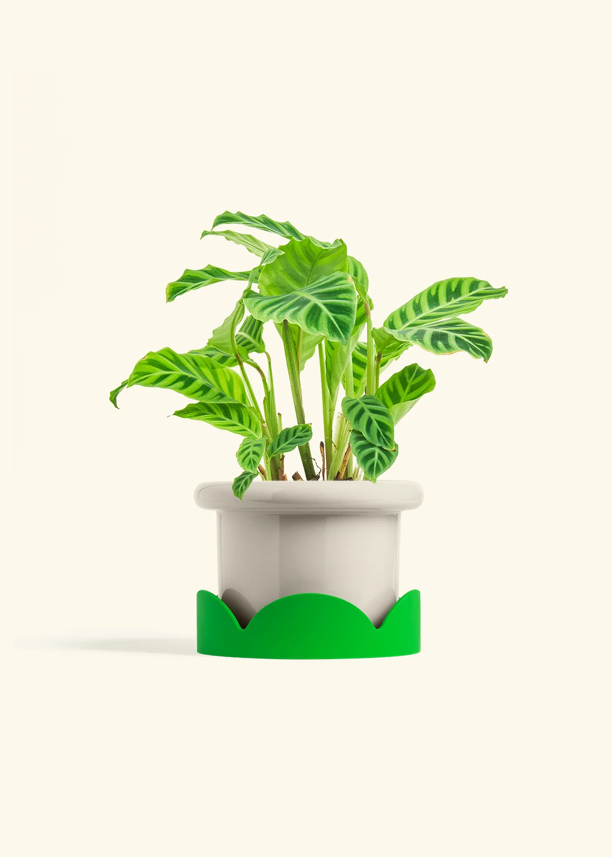 Zebra Calathea, Medium - Image 17