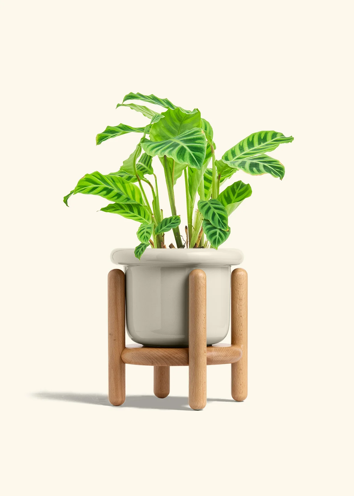 Zebra Calathea, Medium - Image 19