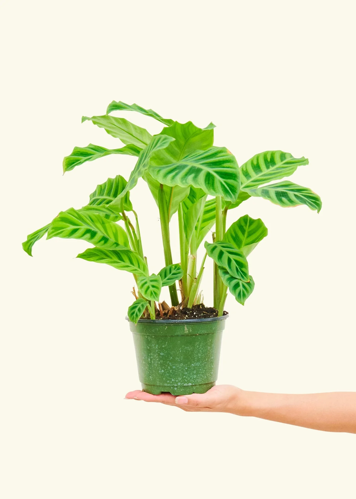 Zebra Calathea, Medium - Image 2