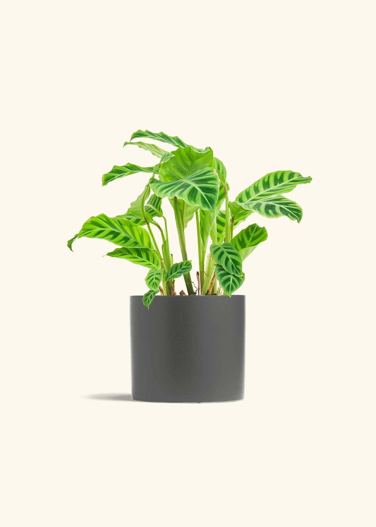 Zebra Calathea, Medium - Image 20