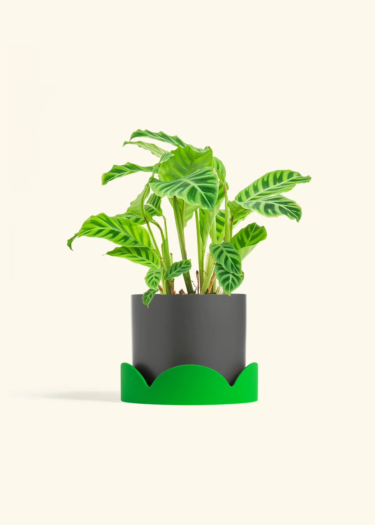 Zebra Calathea, Medium - Image 21
