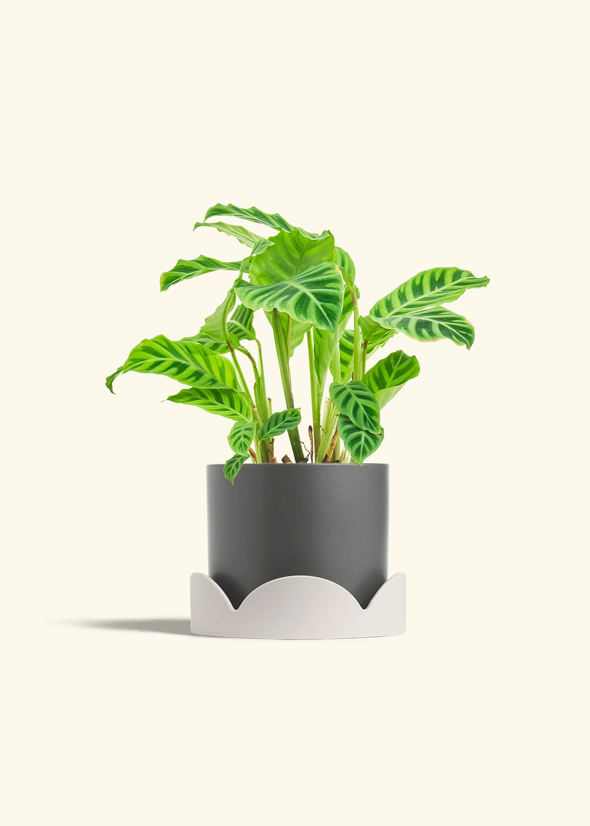 Zebra Calathea, Medium - Image 22