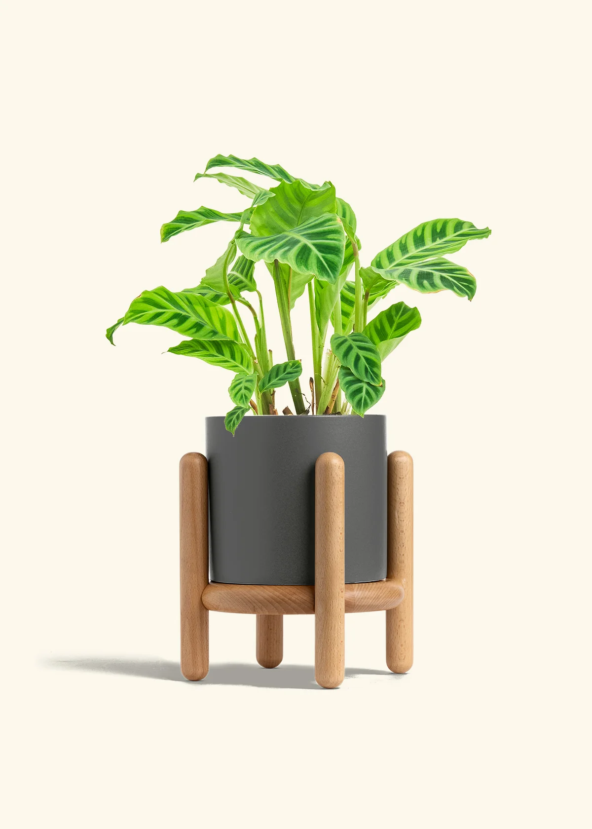Zebra Calathea, Medium - Image 23