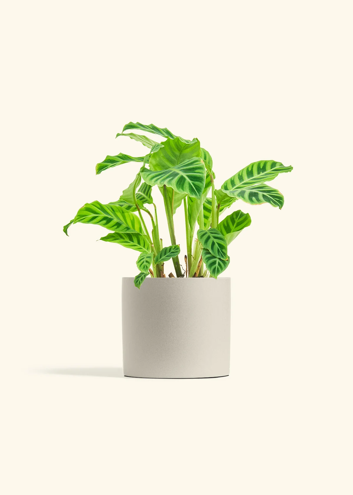 Zebra Calathea, Medium - Image 24