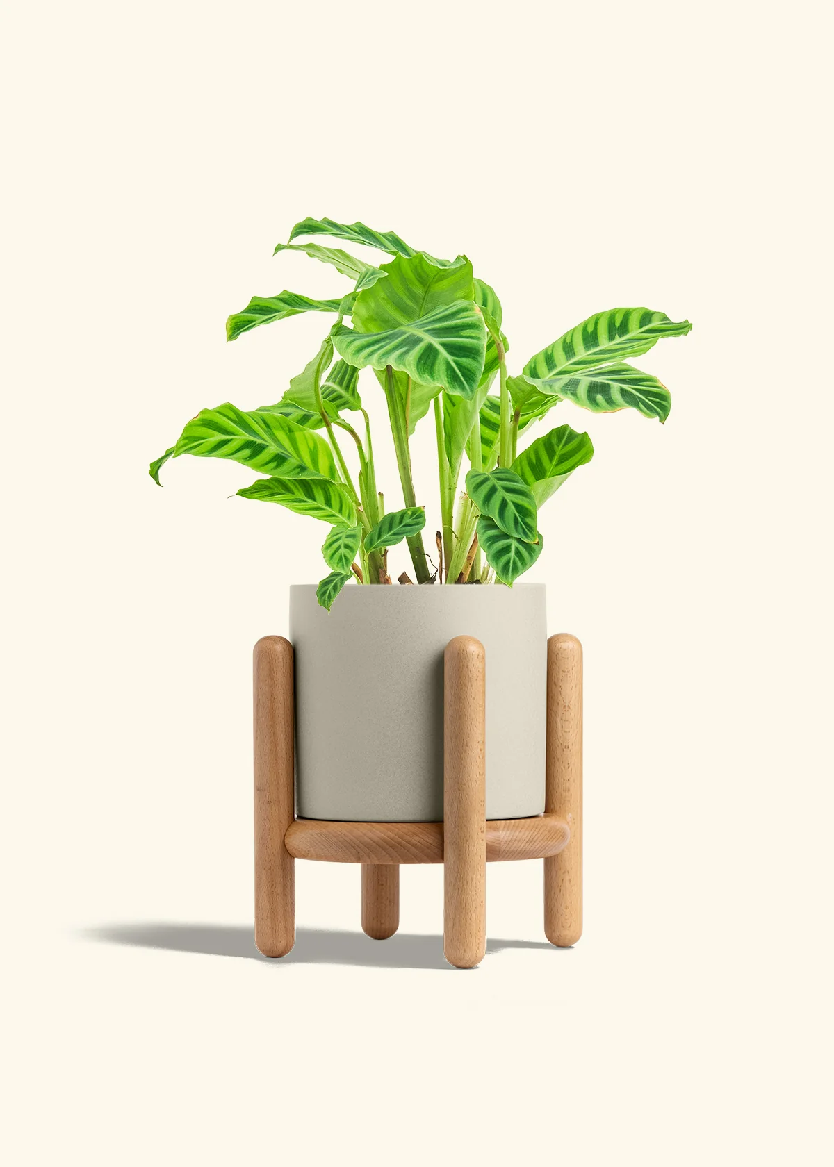 Zebra Calathea, Medium - Image 25