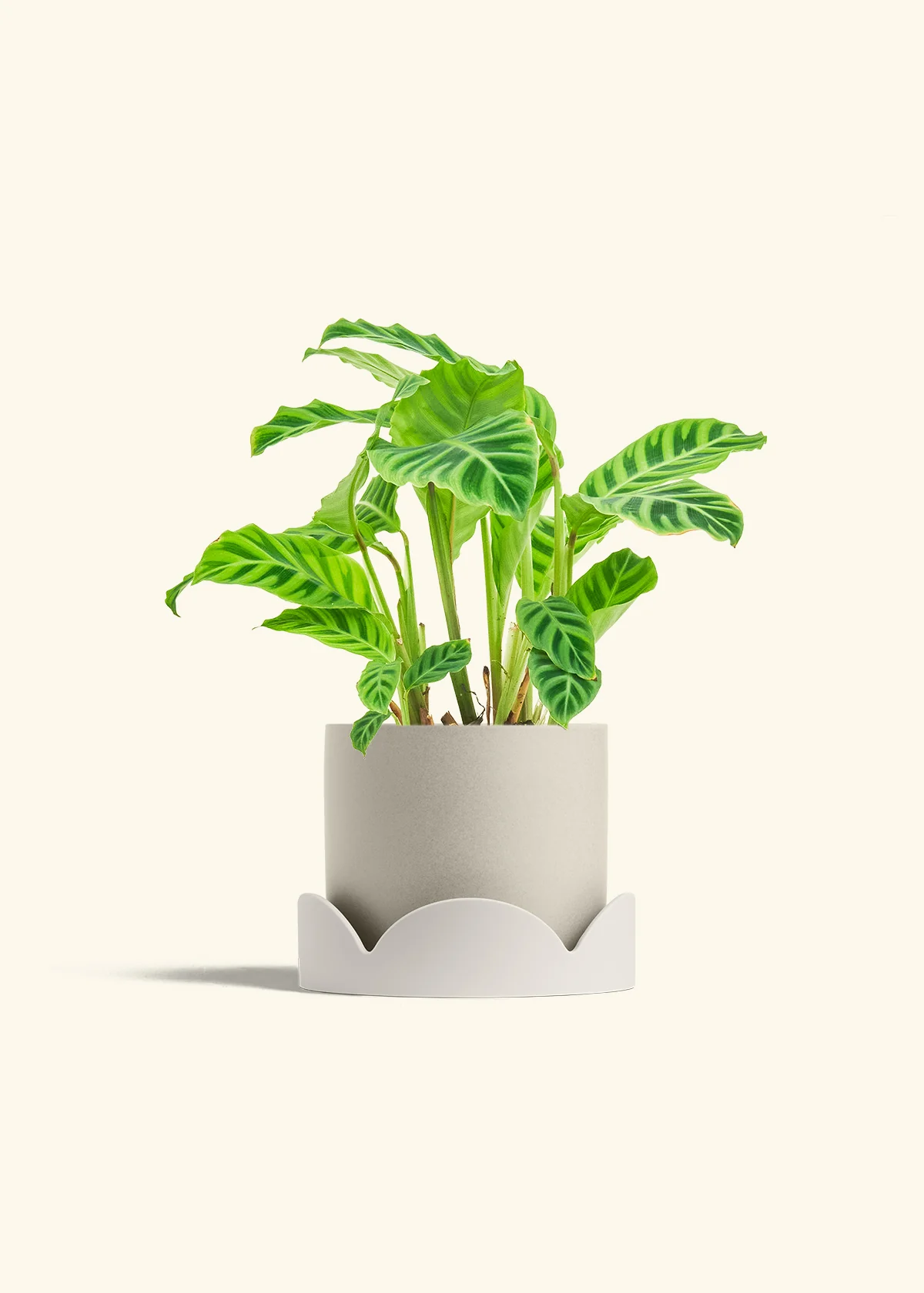 Zebra Calathea, Medium - Image 26