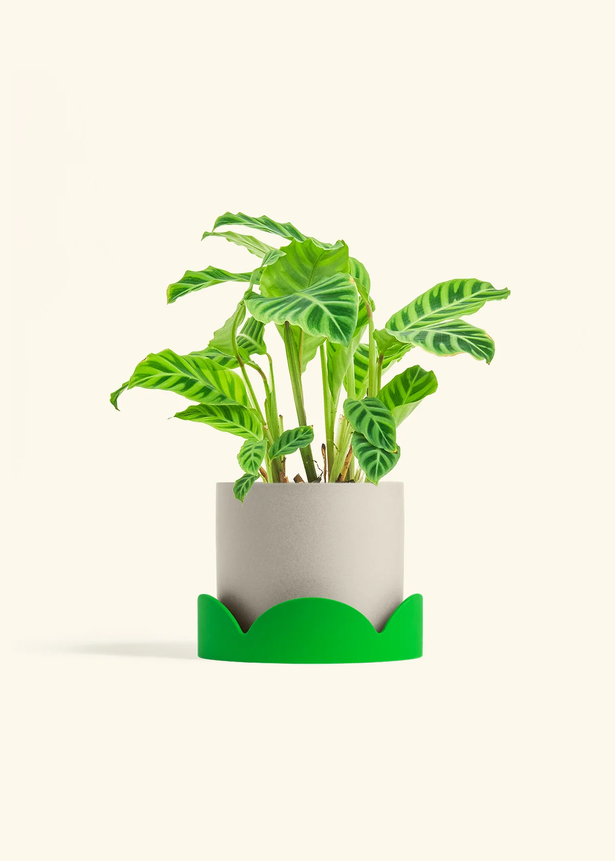 Zebra Calathea, Medium - Image 27