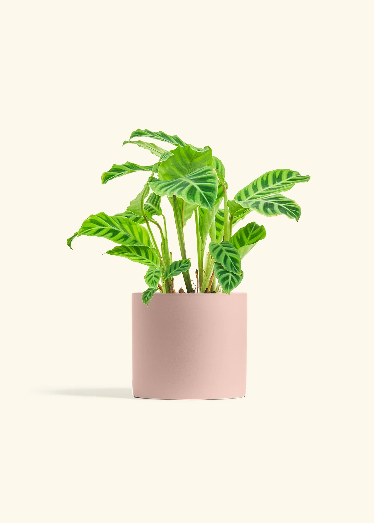 Zebra Calathea, Medium - Image 28