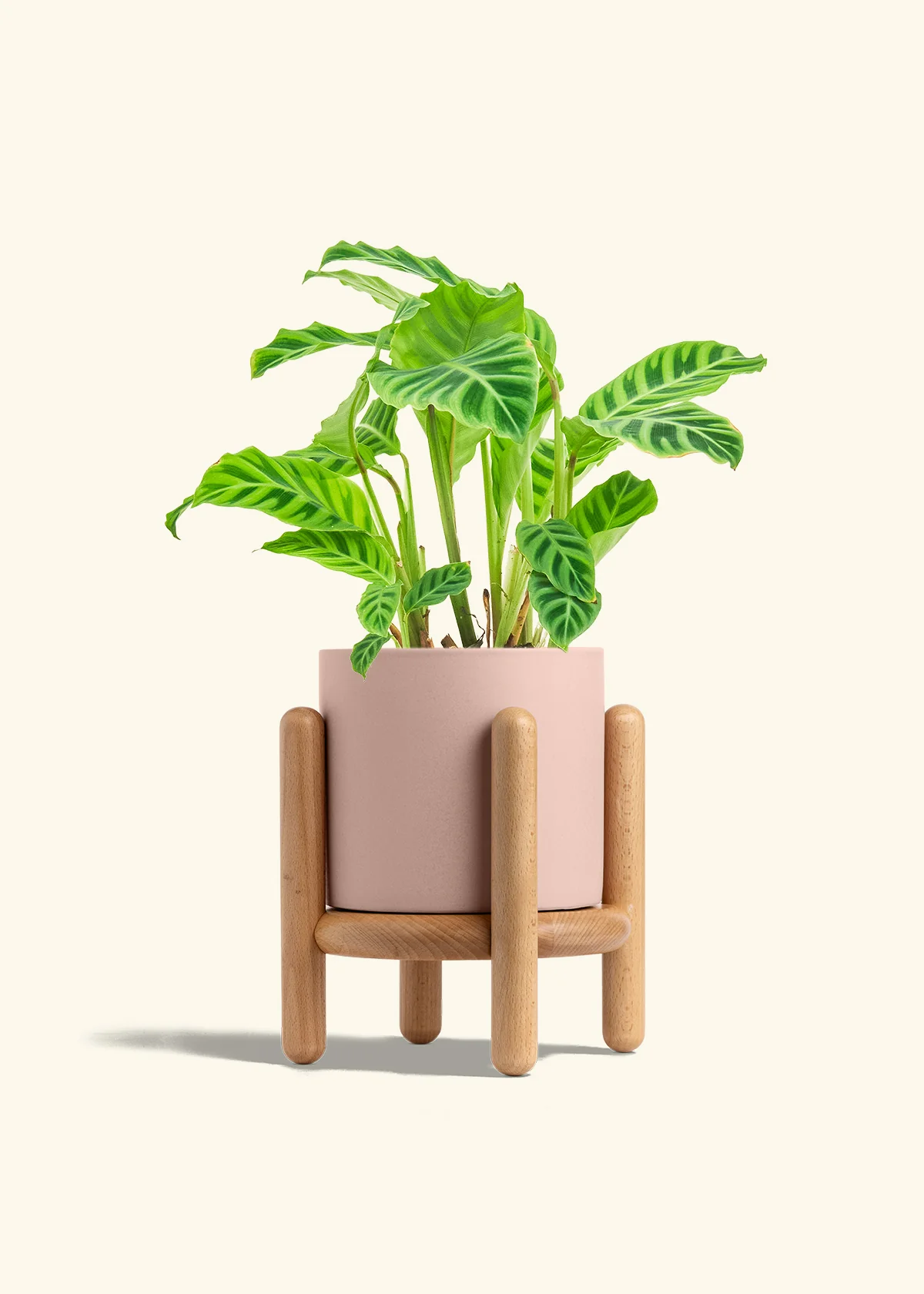 Zebra Calathea, Medium - Image 29