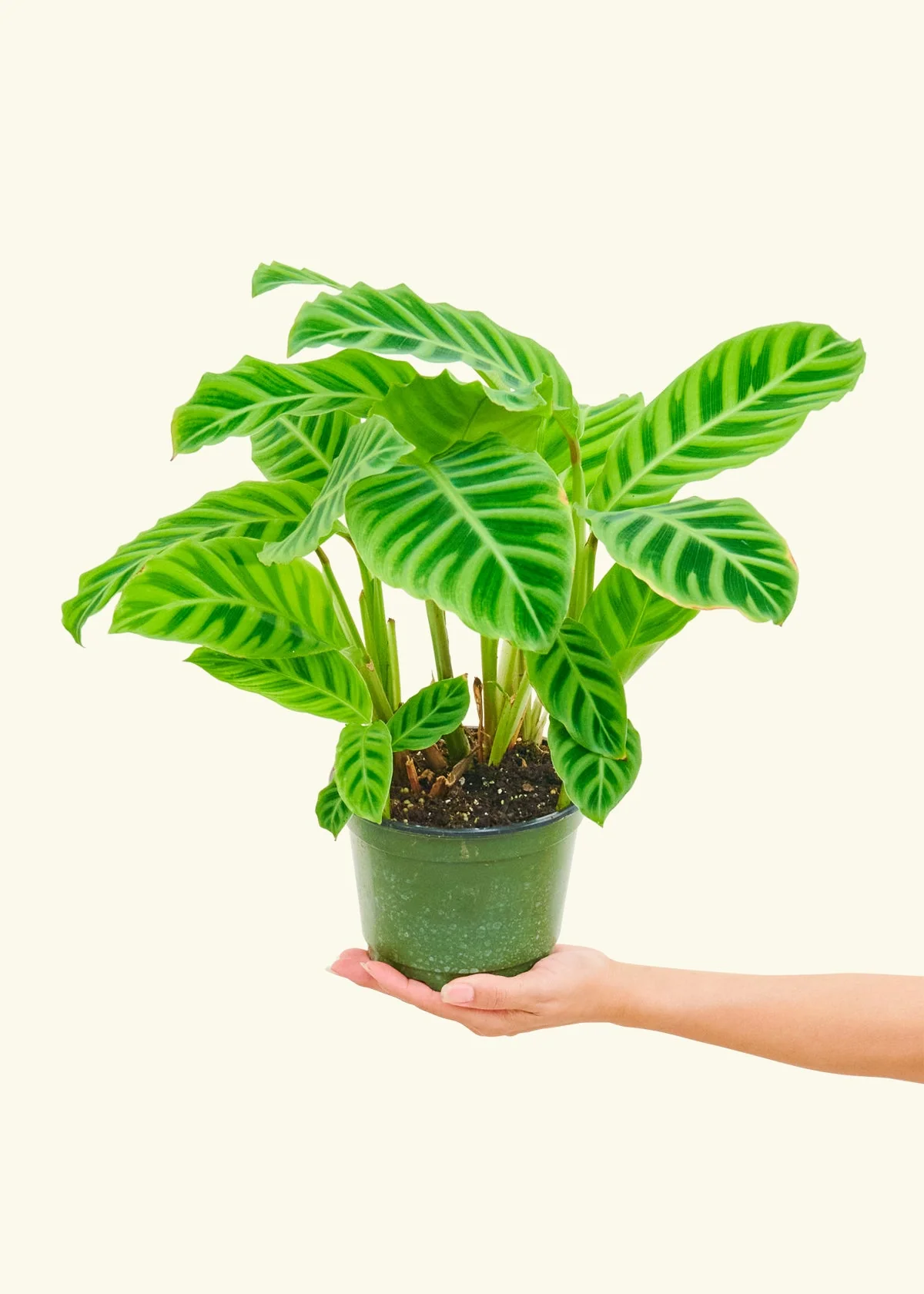 Zebra Calathea, Medium - Image 3