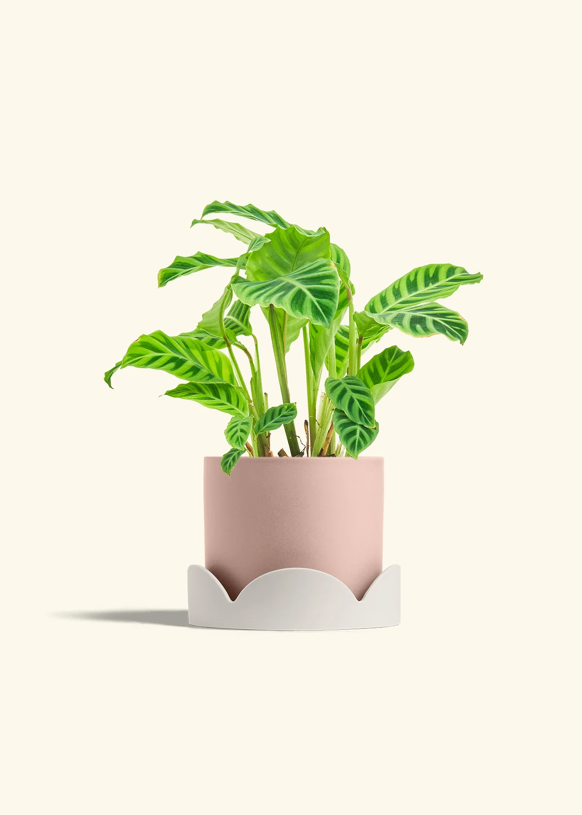 Zebra Calathea, Medium - Image 30