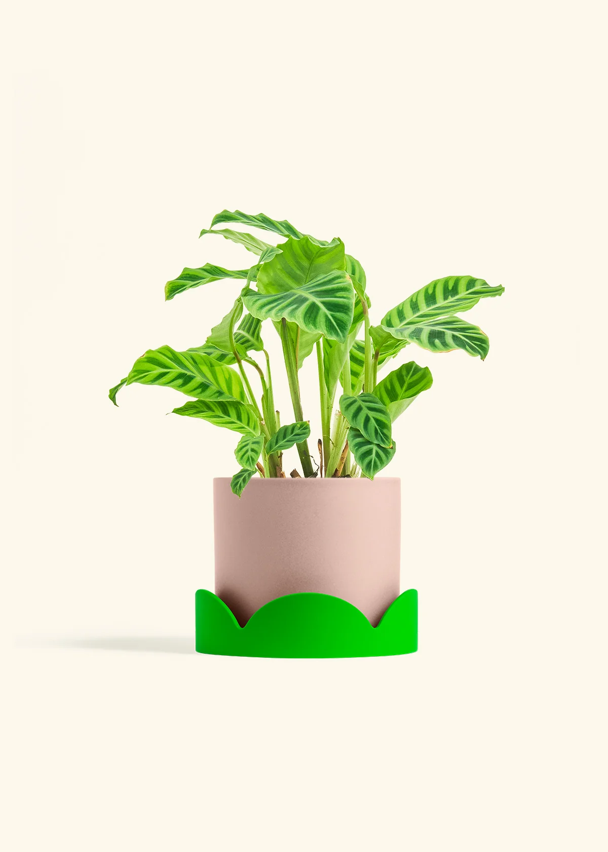 Zebra Calathea, Medium - Image 31