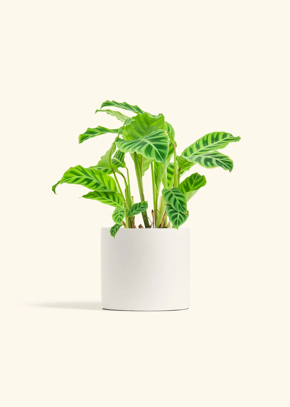 Zebra Calathea, Medium - Image 32