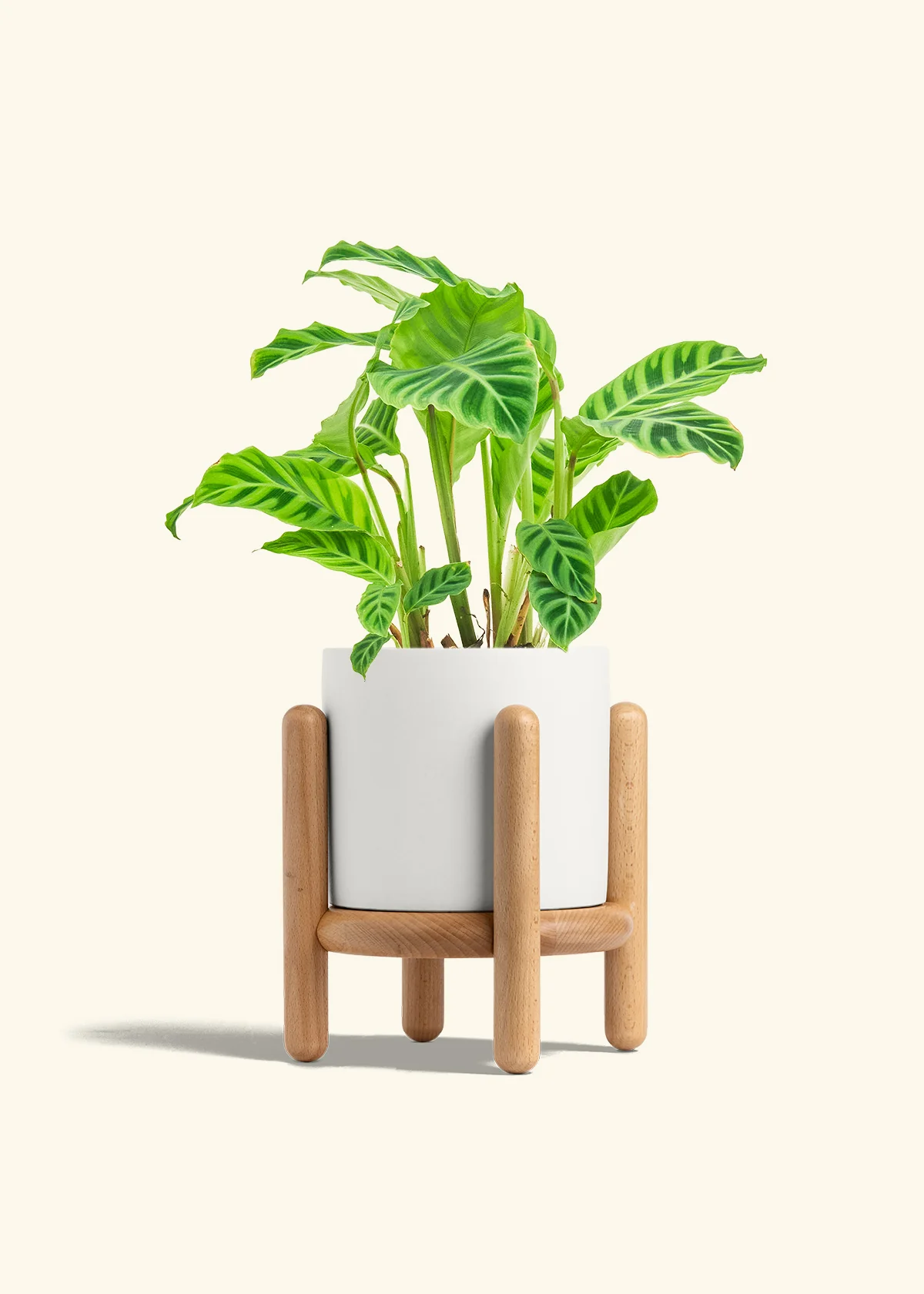 Zebra Calathea, Medium - Image 33
