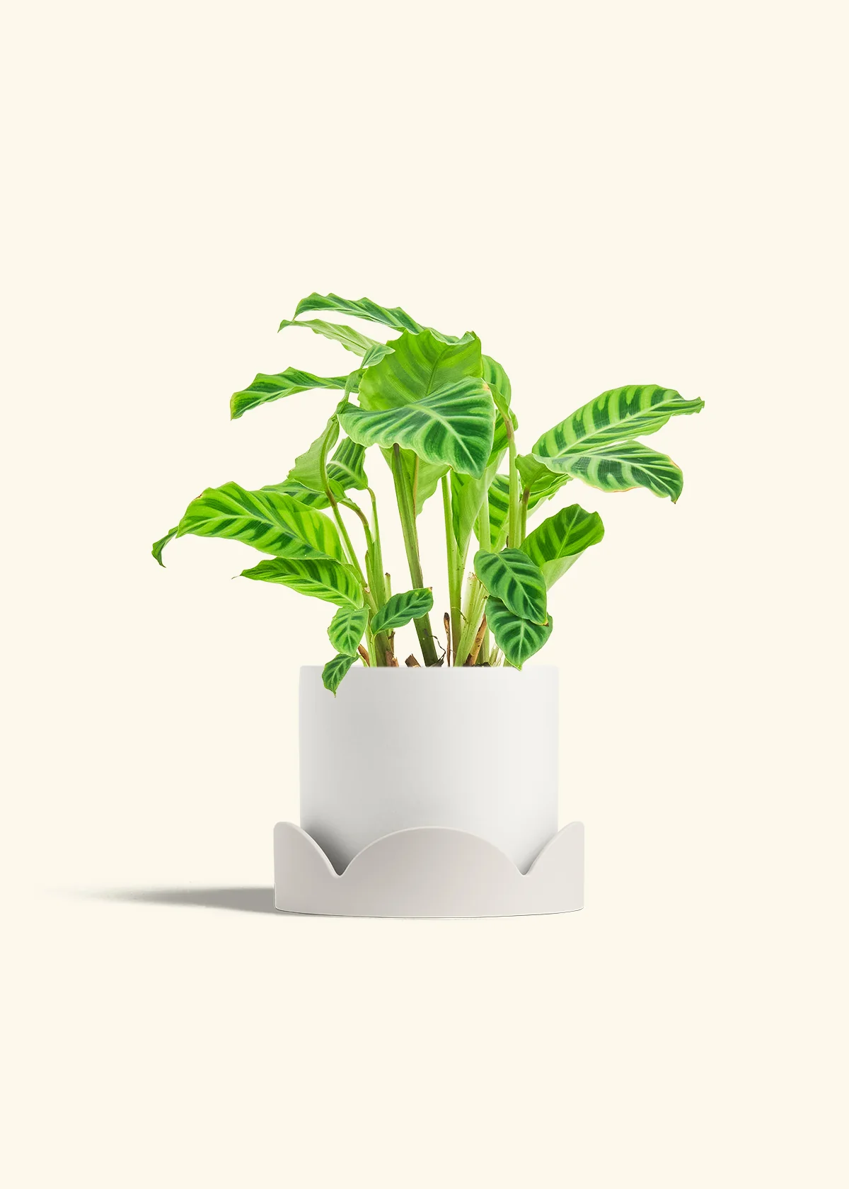 Zebra Calathea, Medium - Image 34