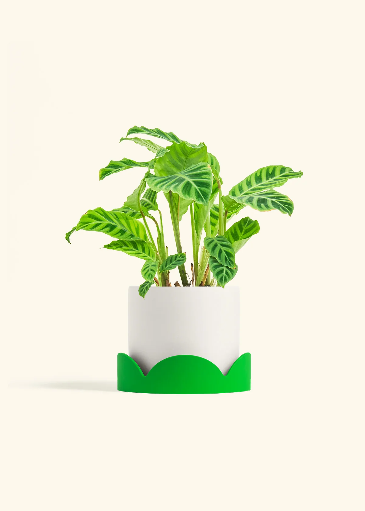 Zebra Calathea, Medium - Image 35