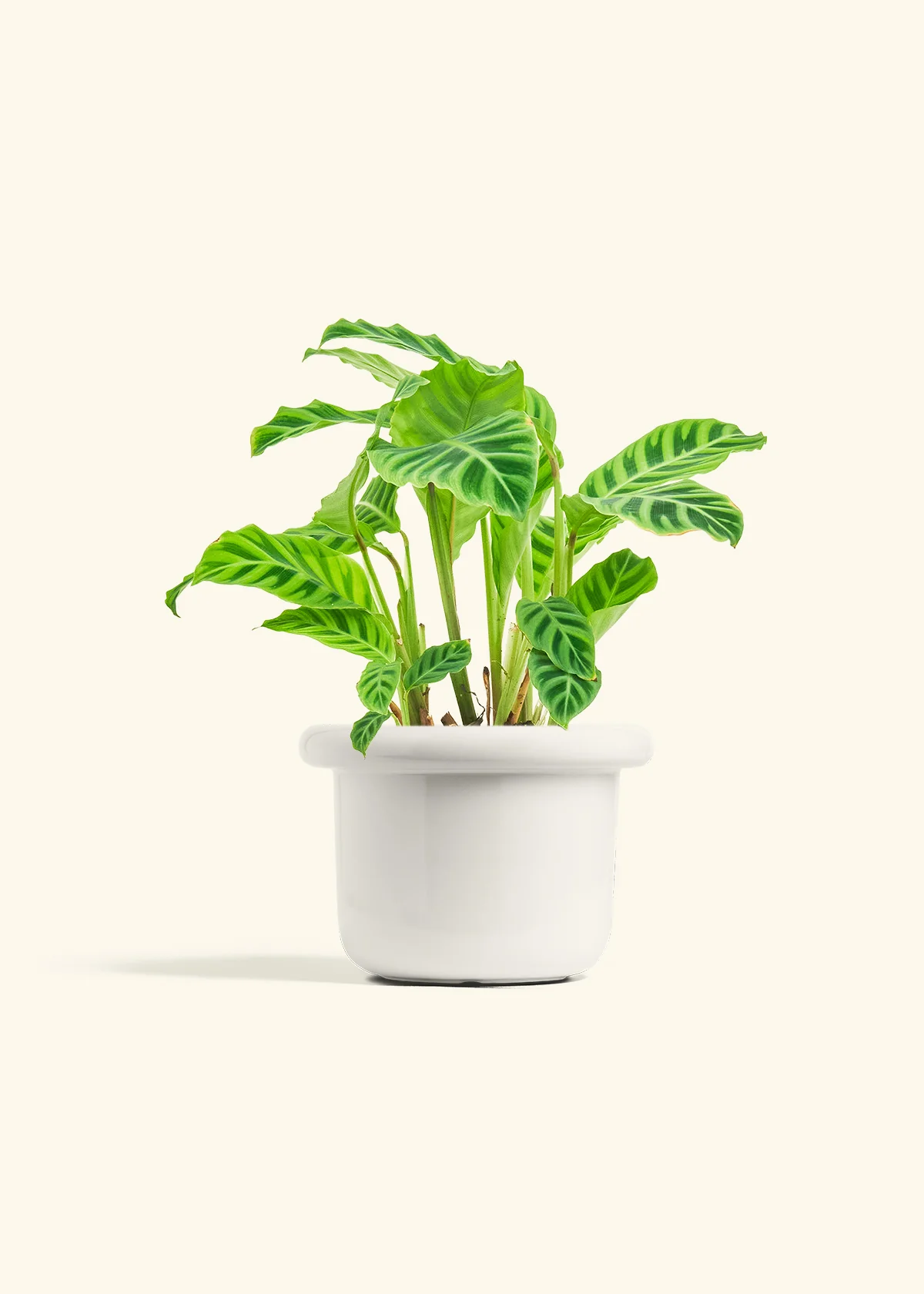 Zebra Calathea, Medium - Image 4