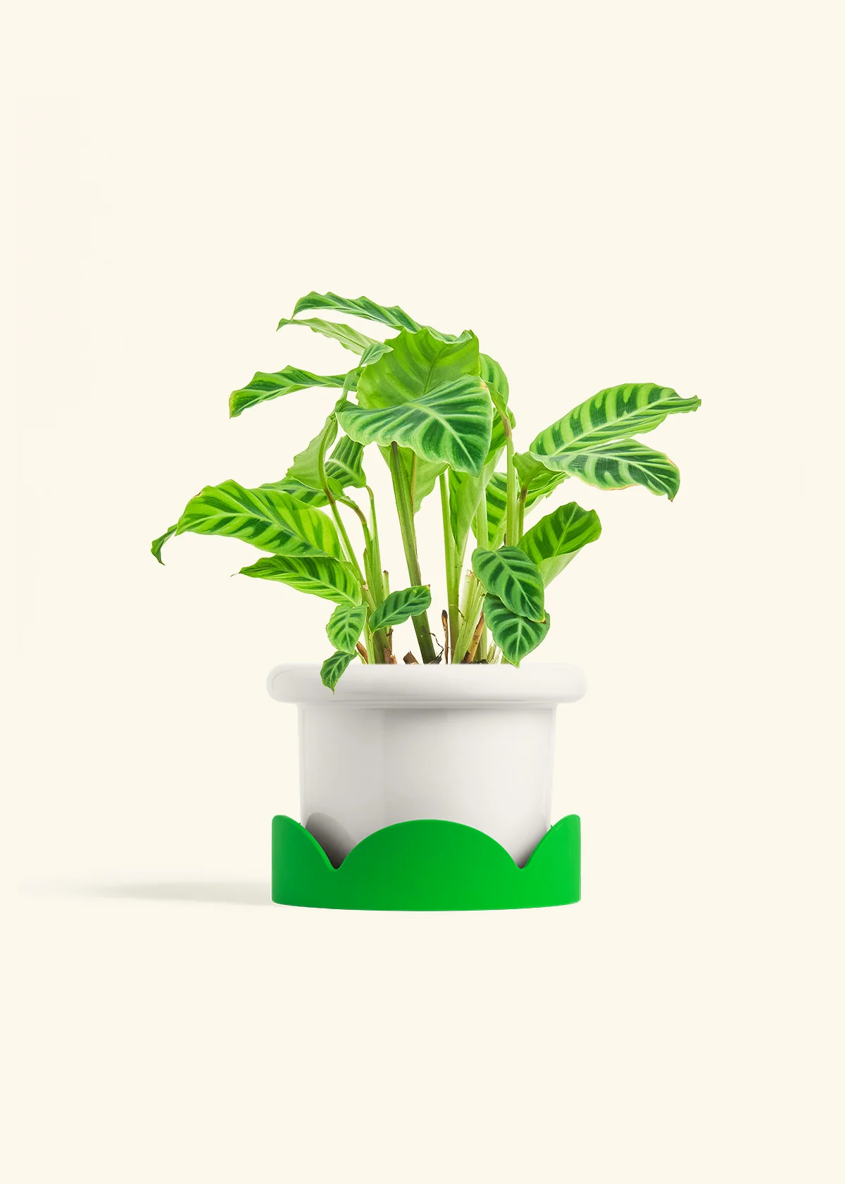 Zebra Calathea, Medium - Image 5