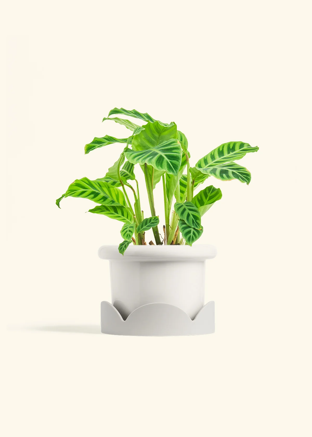 Zebra Calathea, Medium - Image 6