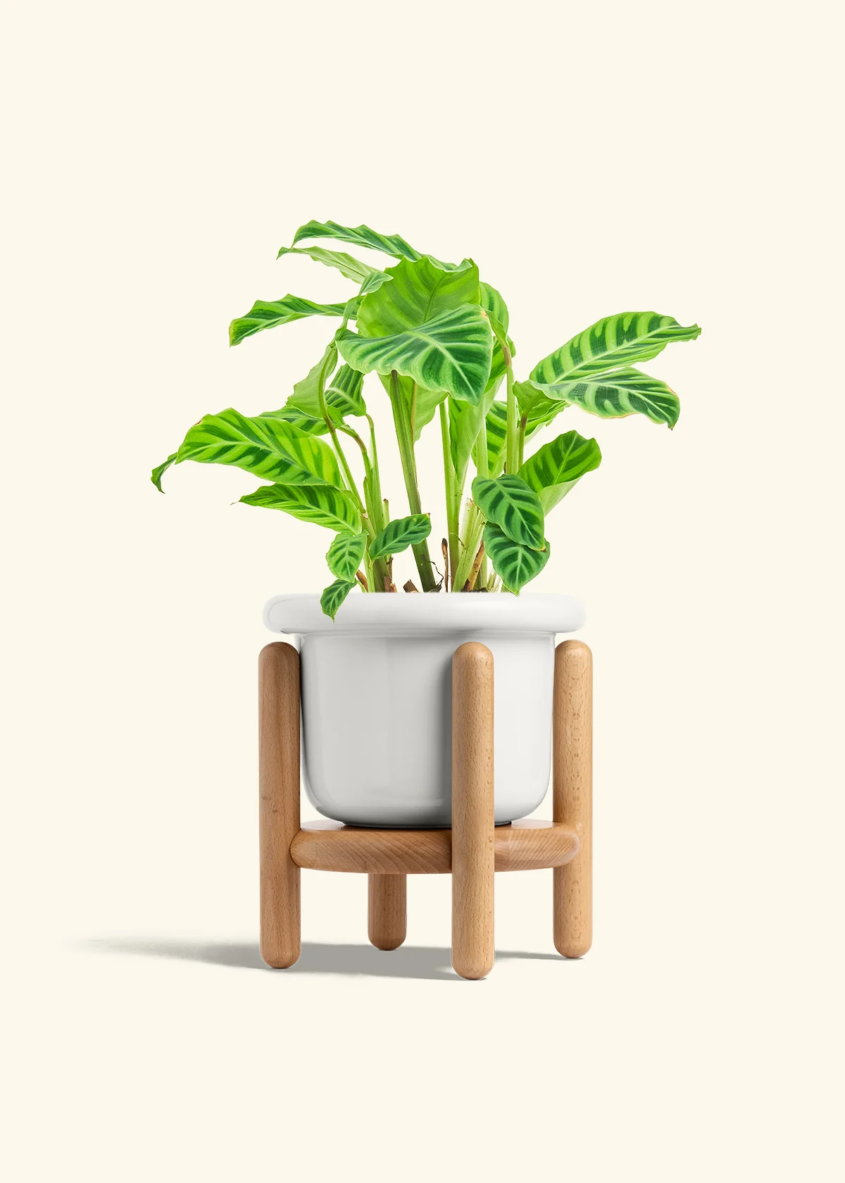 Zebra Calathea, Medium - Image 7