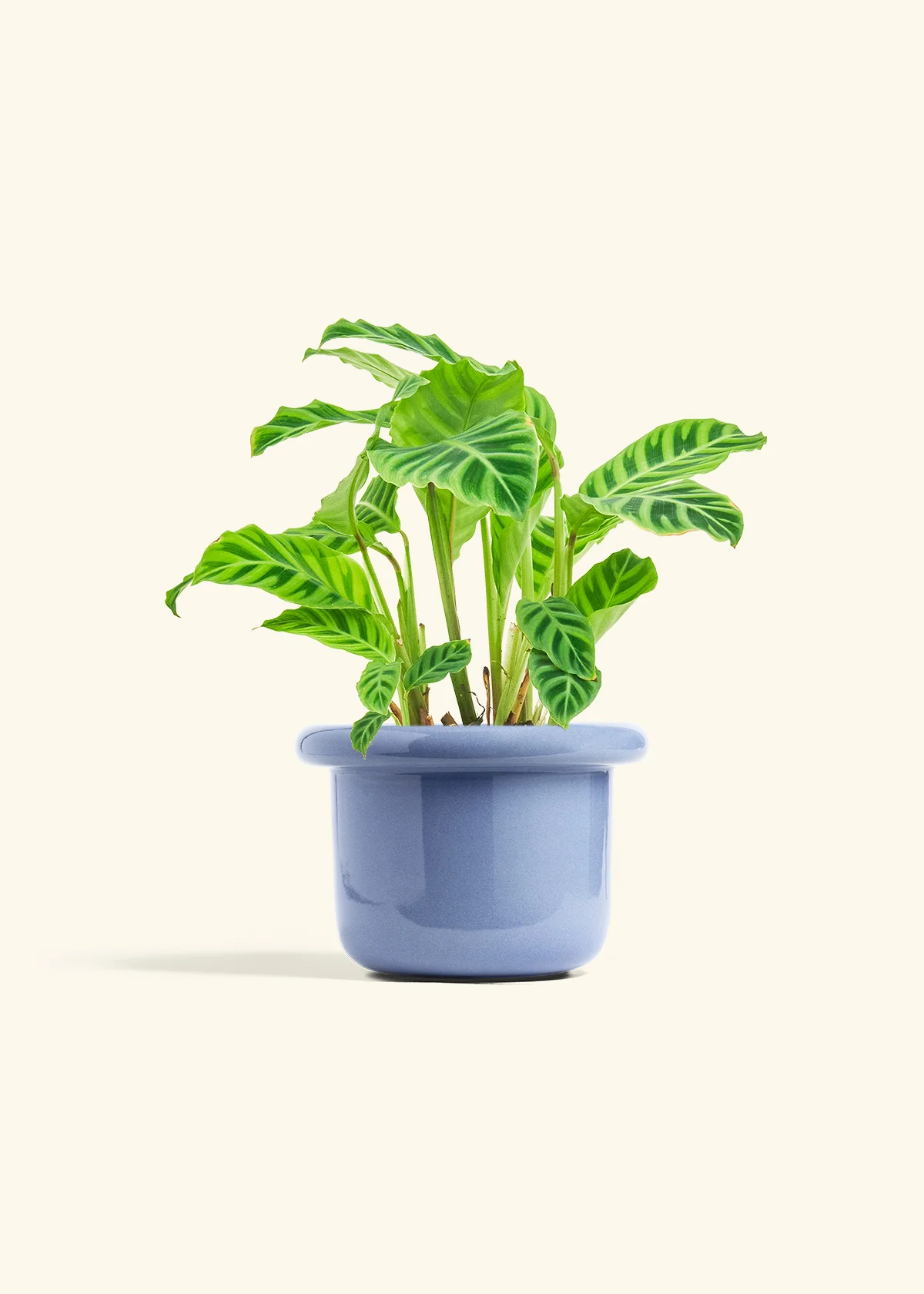 Zebra Calathea, Medium - Image 8