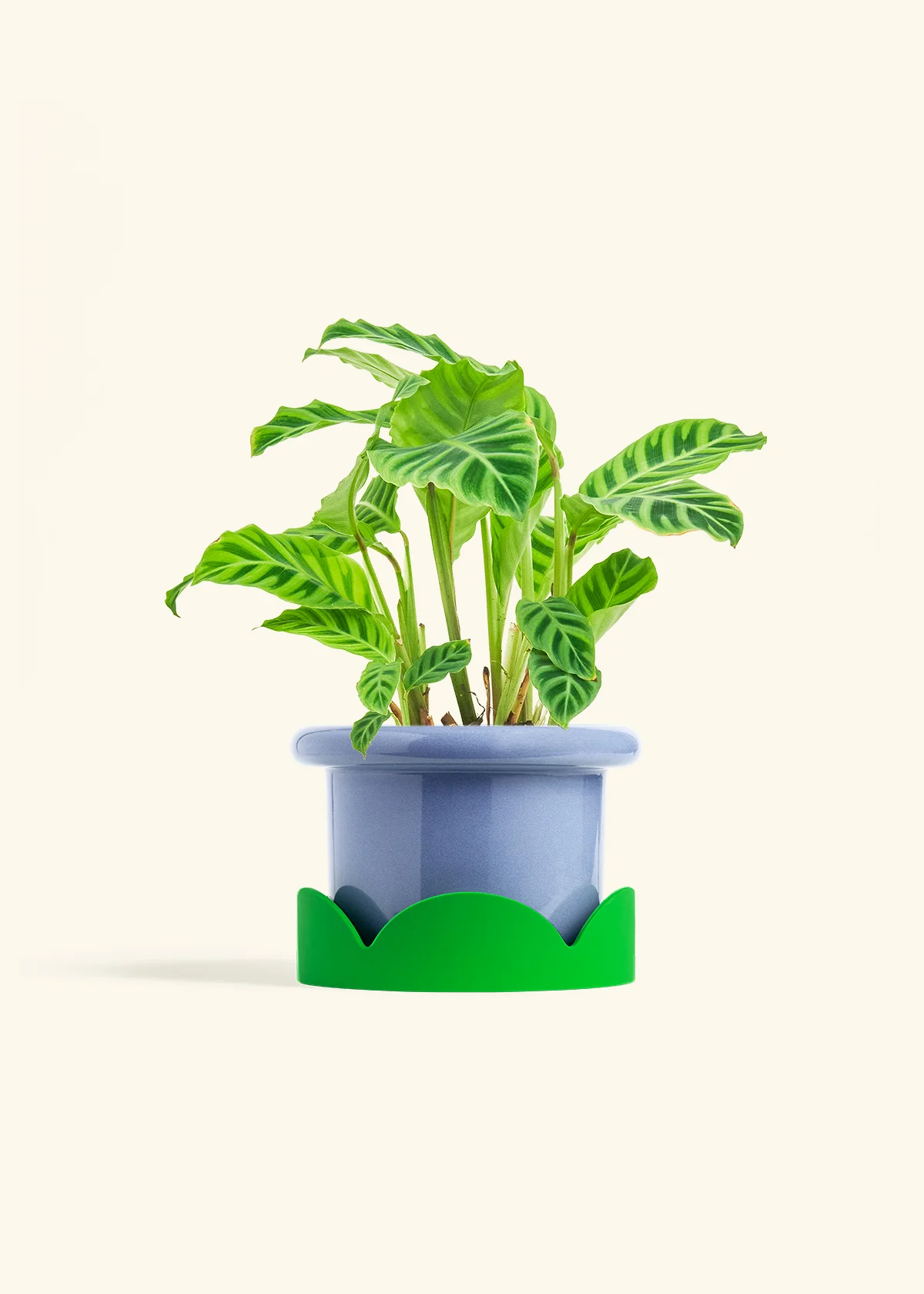 Zebra Calathea, Medium - Image 9