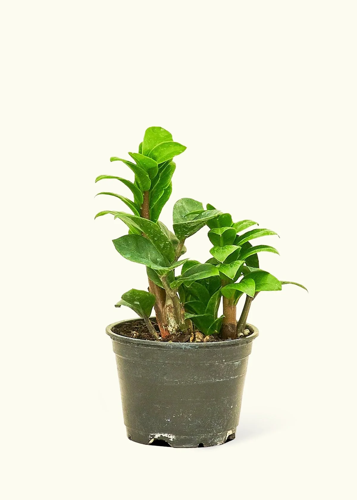 ZZ Plant 'Zenzi', Small