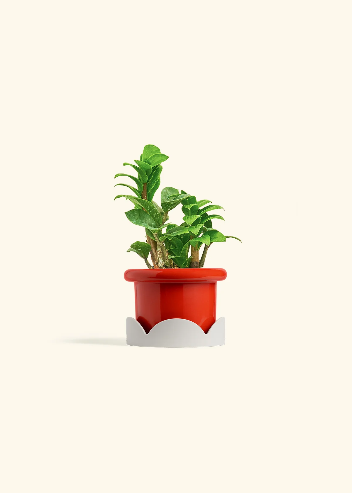 ZZ Plant 'Zenzi', Small - Image 10