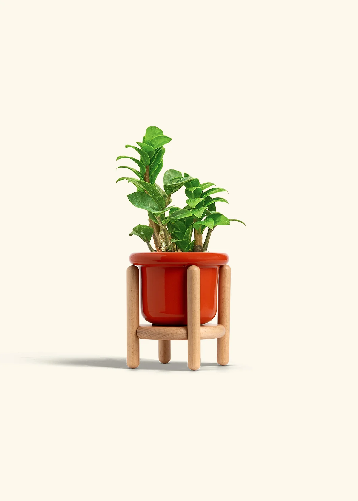 ZZ Plant 'Zenzi', Small - Image 11