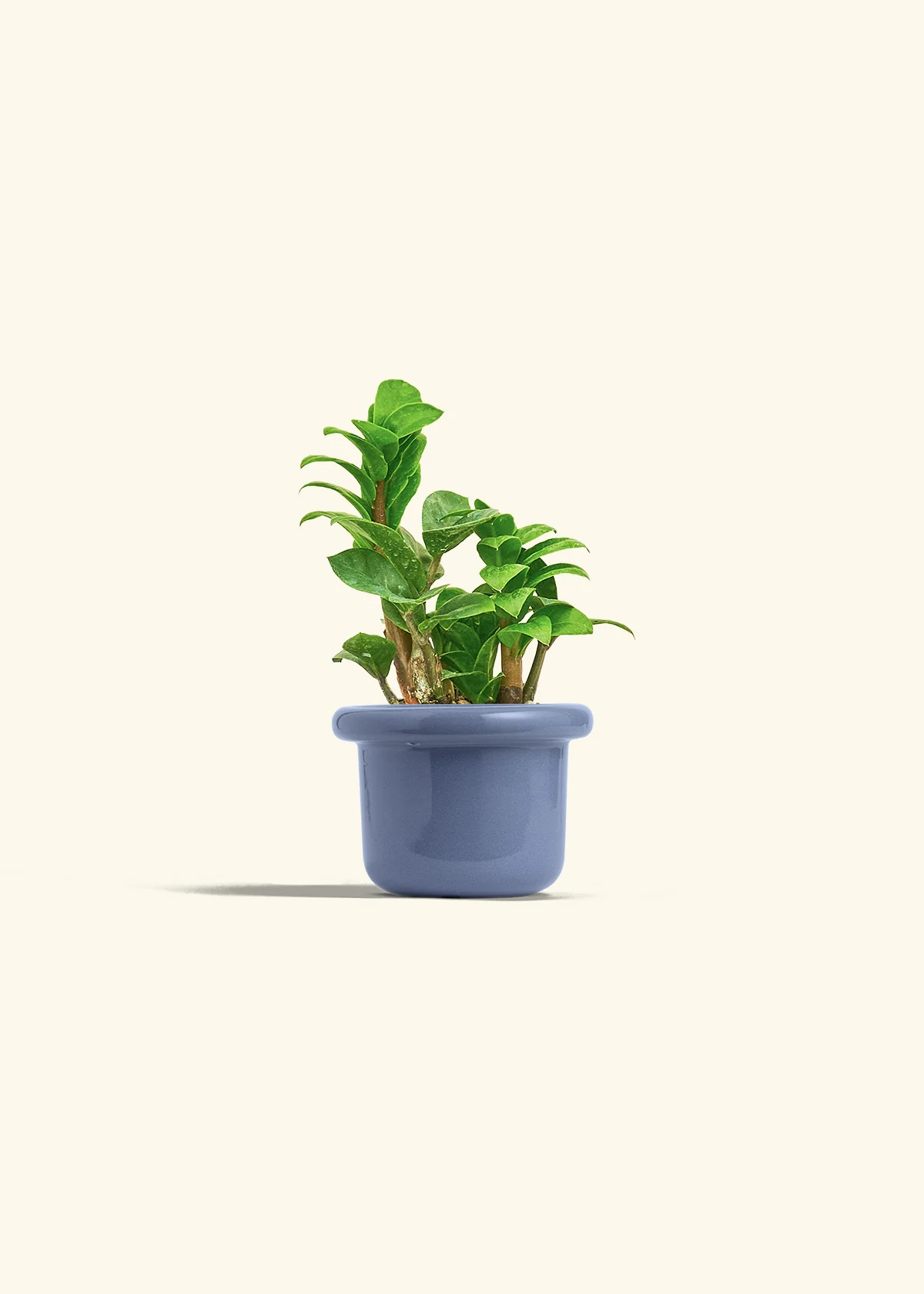 ZZ Plant 'Zenzi', Small - Image 12
